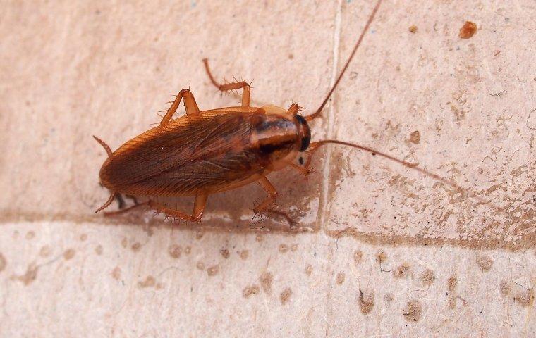 A cockroach on a wet floor tile