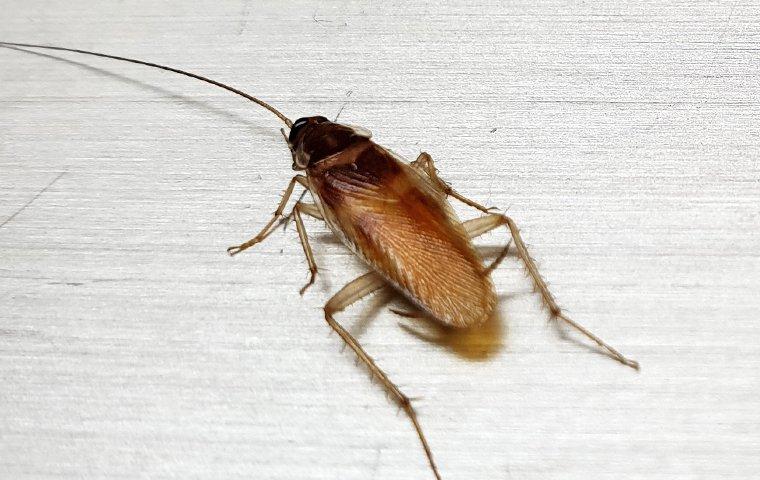 A German cockroach on the floor