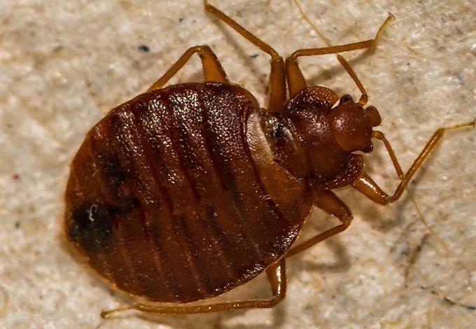 Bed bugs close up