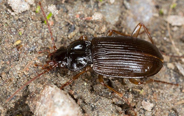 A ground beetle on the land