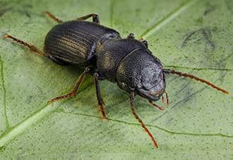 Ground Beetles