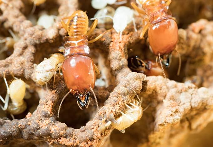 Termites on the nest crawling