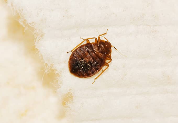 A bed bug