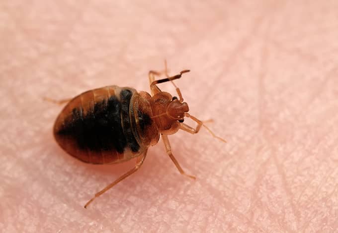 A bed bug on skin
