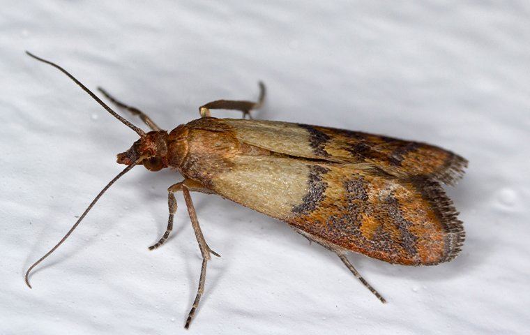 A pantry moth