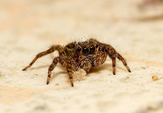 A jumping spider