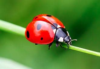 Lady Bugs