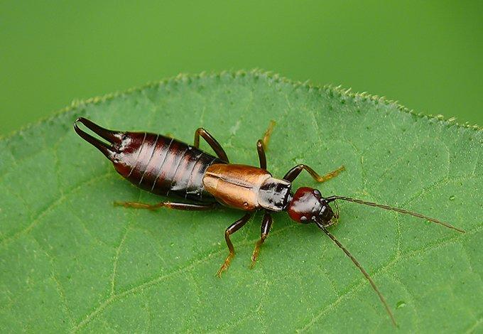 Earwig on a leaf