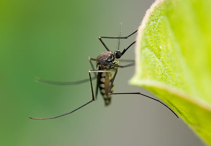 Mosquito close up 