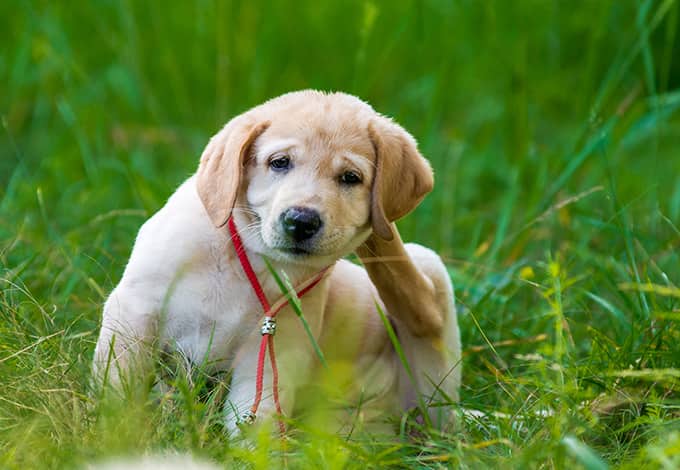 A puppy scratching its ears