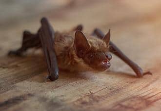 Little Brown Bats