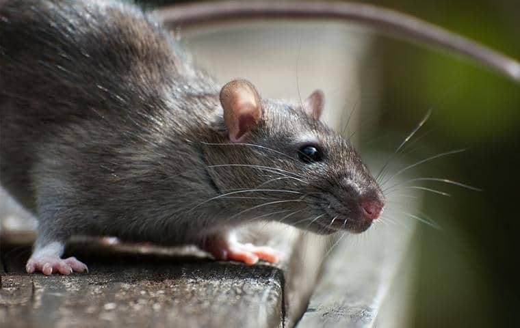 rat