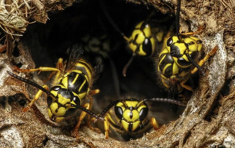 yellow jackets in a hive
