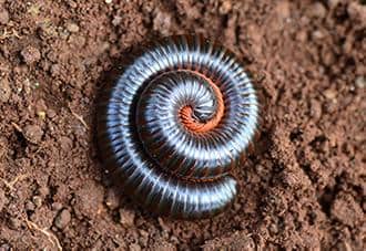 Millipedes