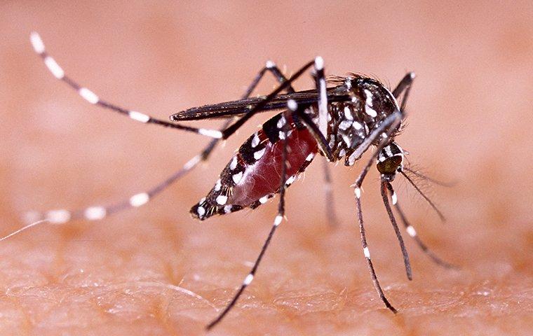 Mosquito biting a skin of an arm