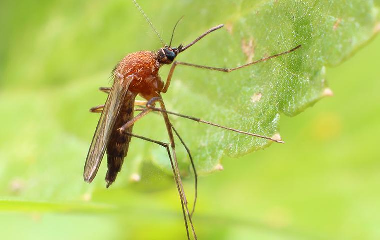 Mosquitoes on leaf