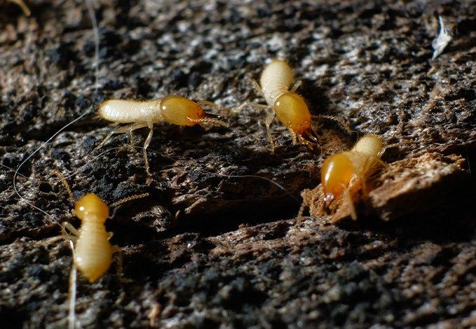 Termites