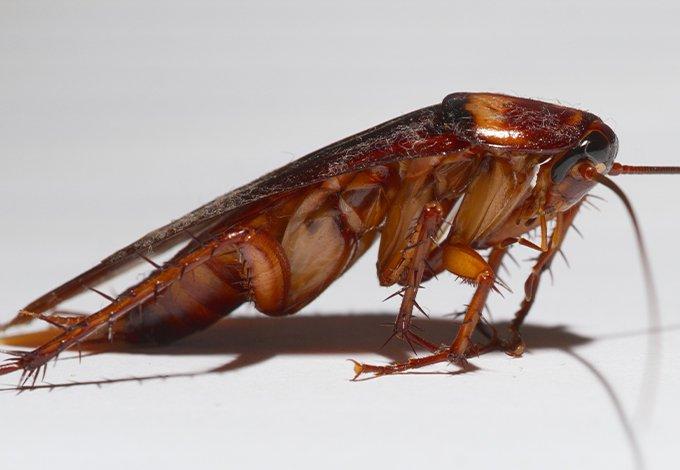 Cockroach