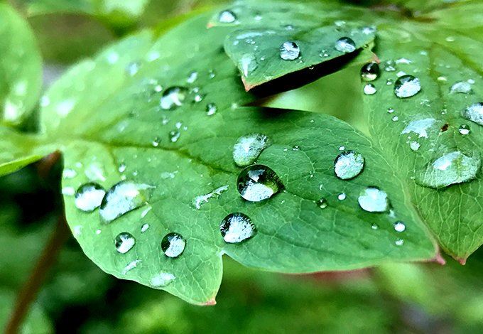 Leaf with water droplets