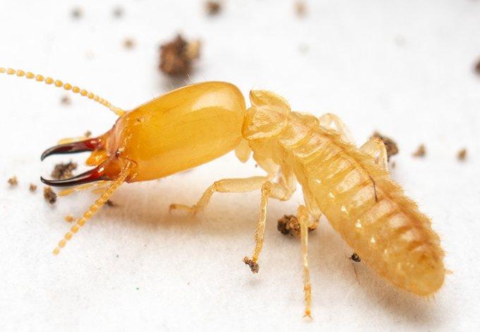 Termite