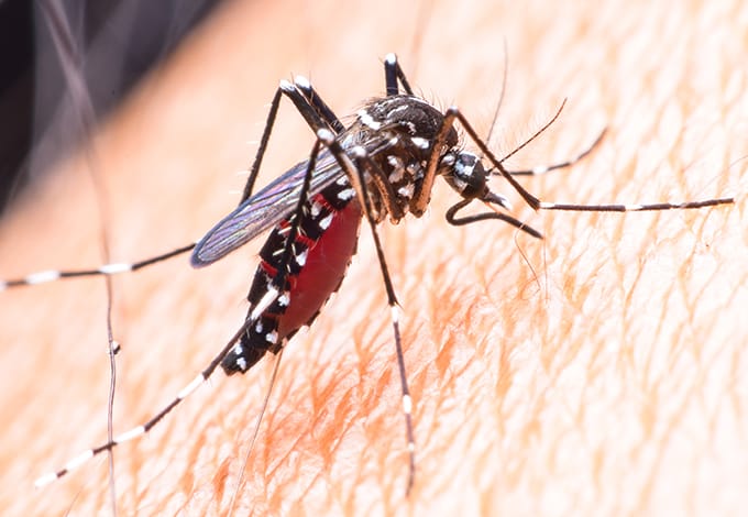 Mosquito on skin