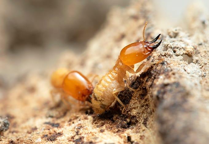 Termite gnawing on wood