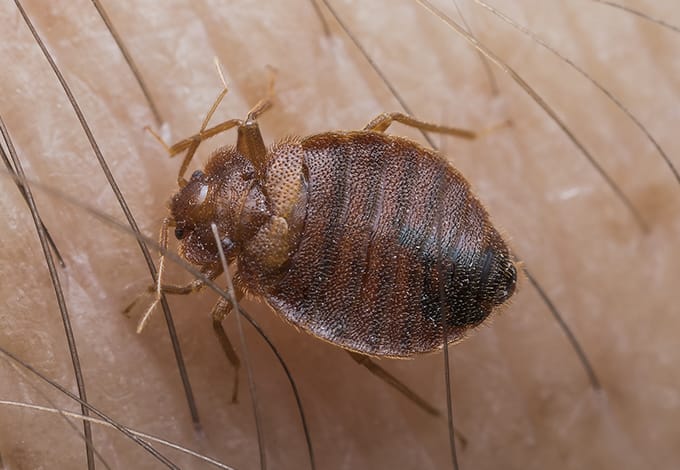 Bug on skin