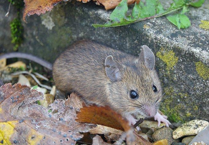 A rat on the pavement