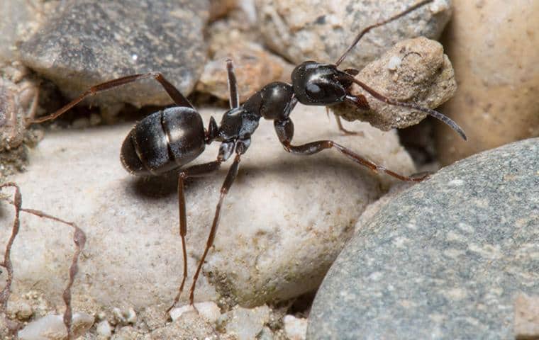 an ant crawling outside of a home in connecticut