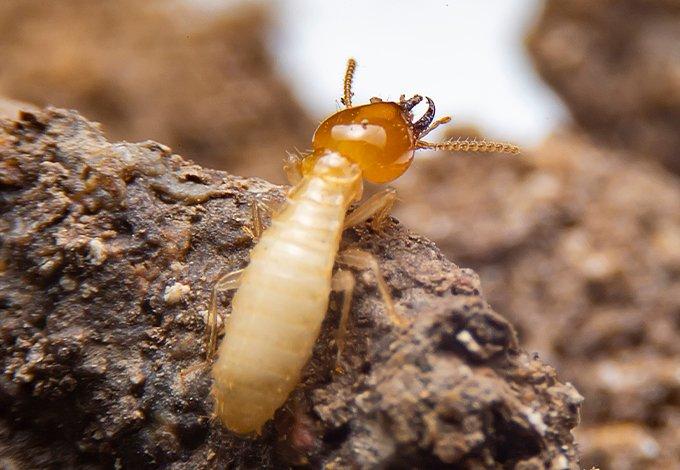 Termite on a rock