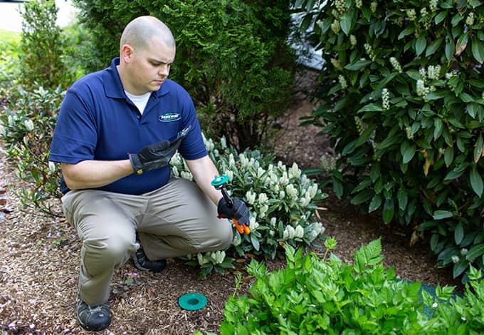 Pest control technician checking termites