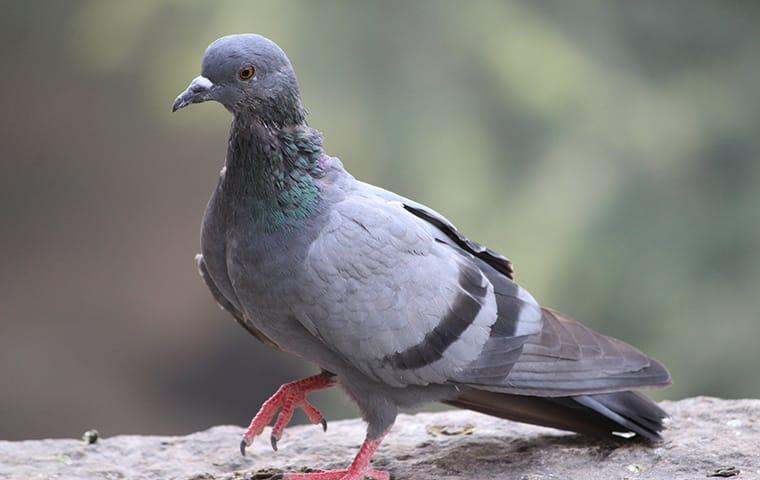 Blue pigeon