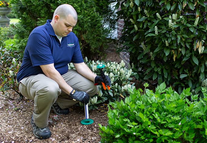 Pest control technician checking a pest