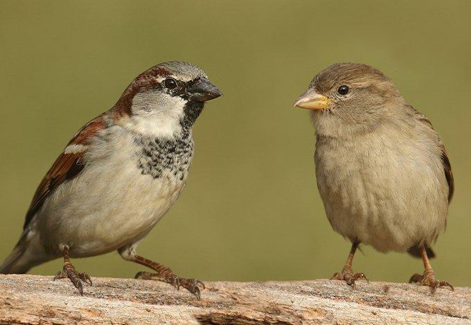 pest birds