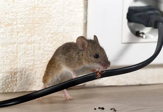 Mouse chewing on a wire