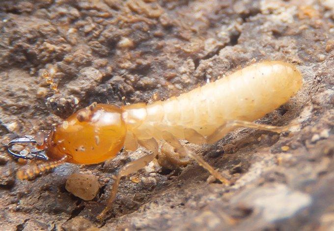 Termite crawling