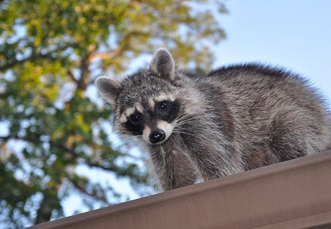 Racoon on the gutter