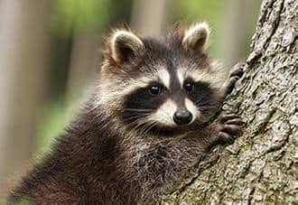Raccoons