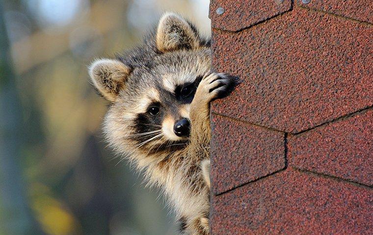 Raccoon