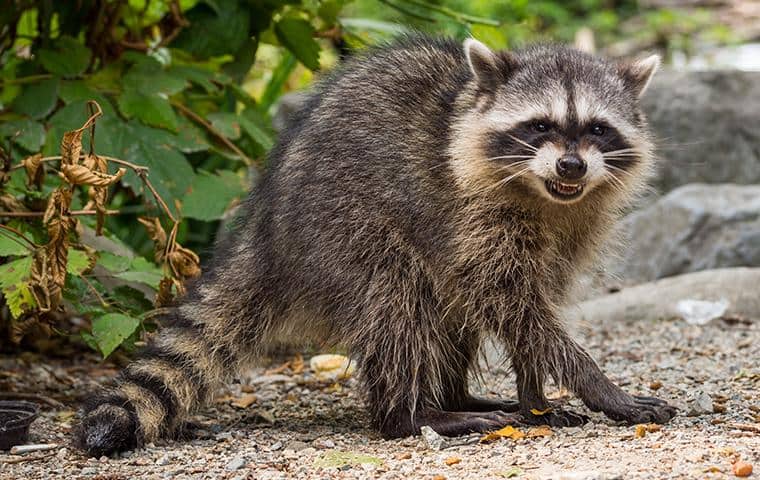 raccoon showing its teeth