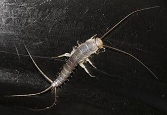 Silverfish