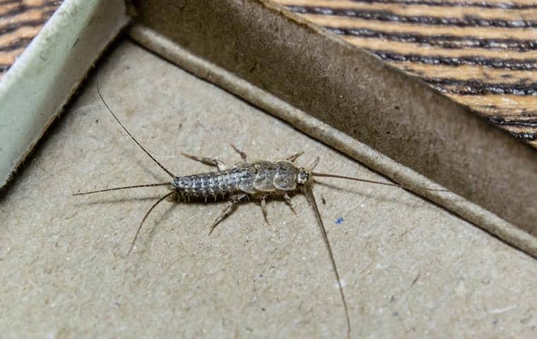 Silverfish on a cardboard surface