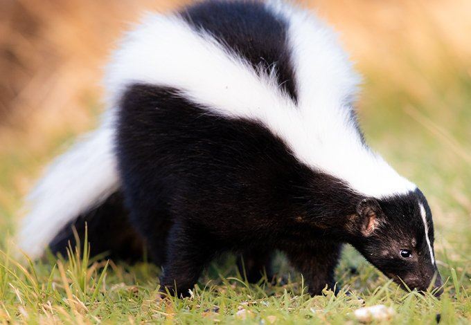 striped skunk