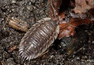 Sow Bugs