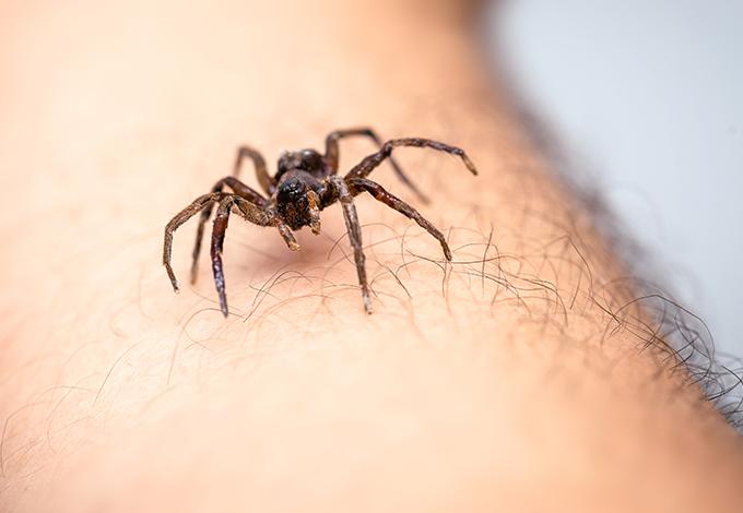 A spider crawling on a hairy arm
