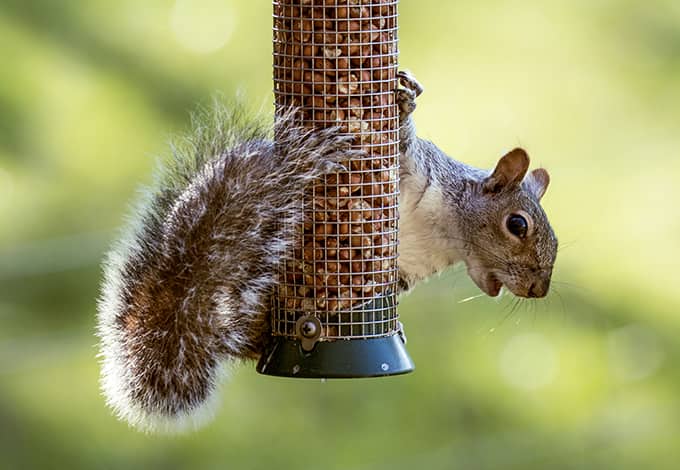 A squirrel hanging on a feeder