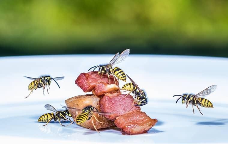 Hornets swarming a cooked meat