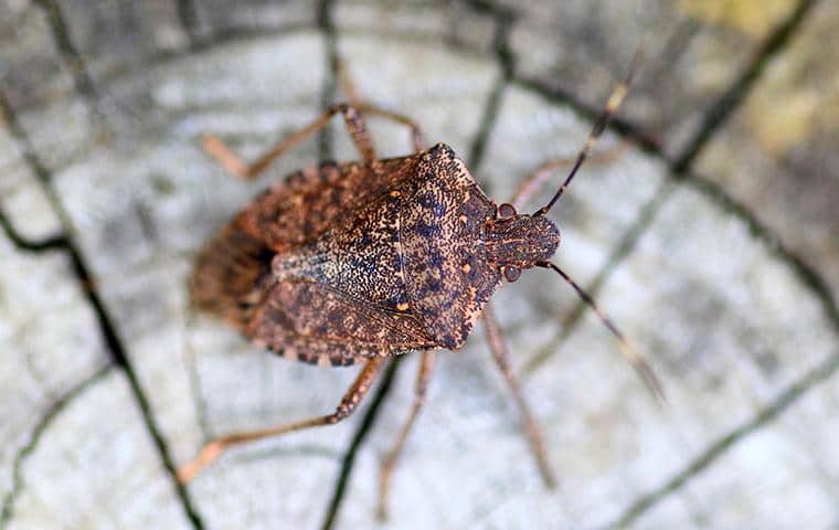 stink bug on tree stump