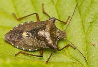 Stink Bugs