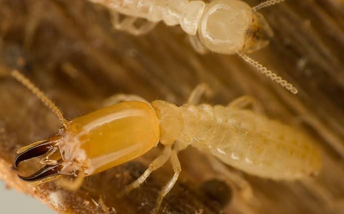 subterranean termite